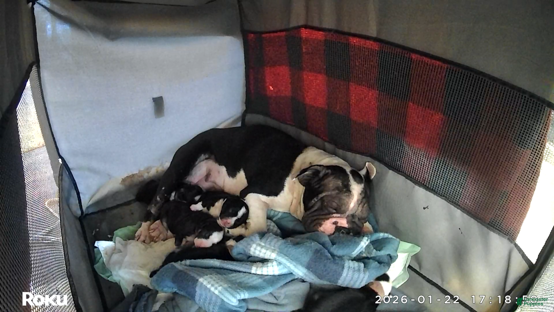 Mixed Breed dogs for sale: Red - Ad 14