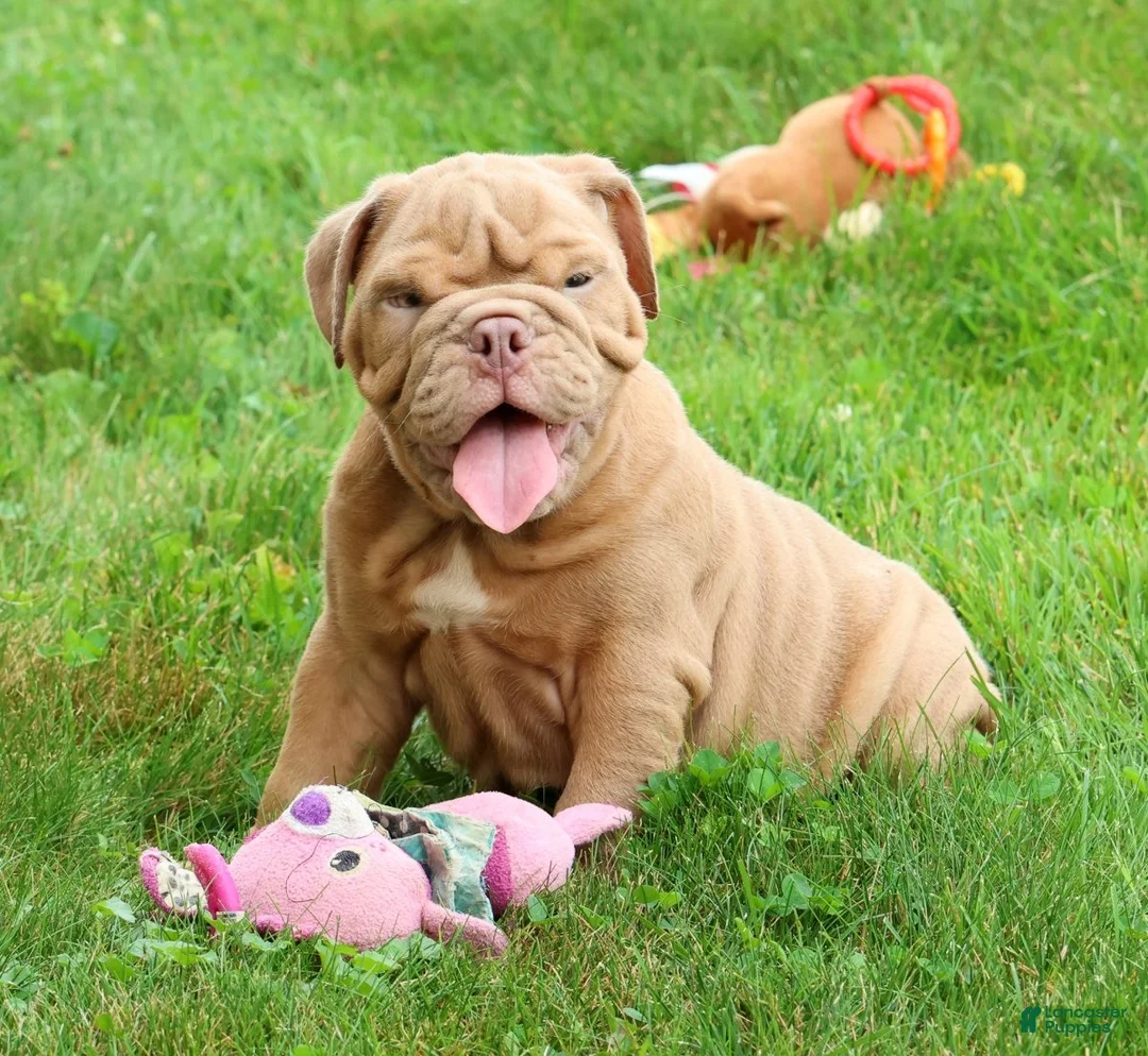 English Bulldog dogs for sale: Stuart - Ad 2