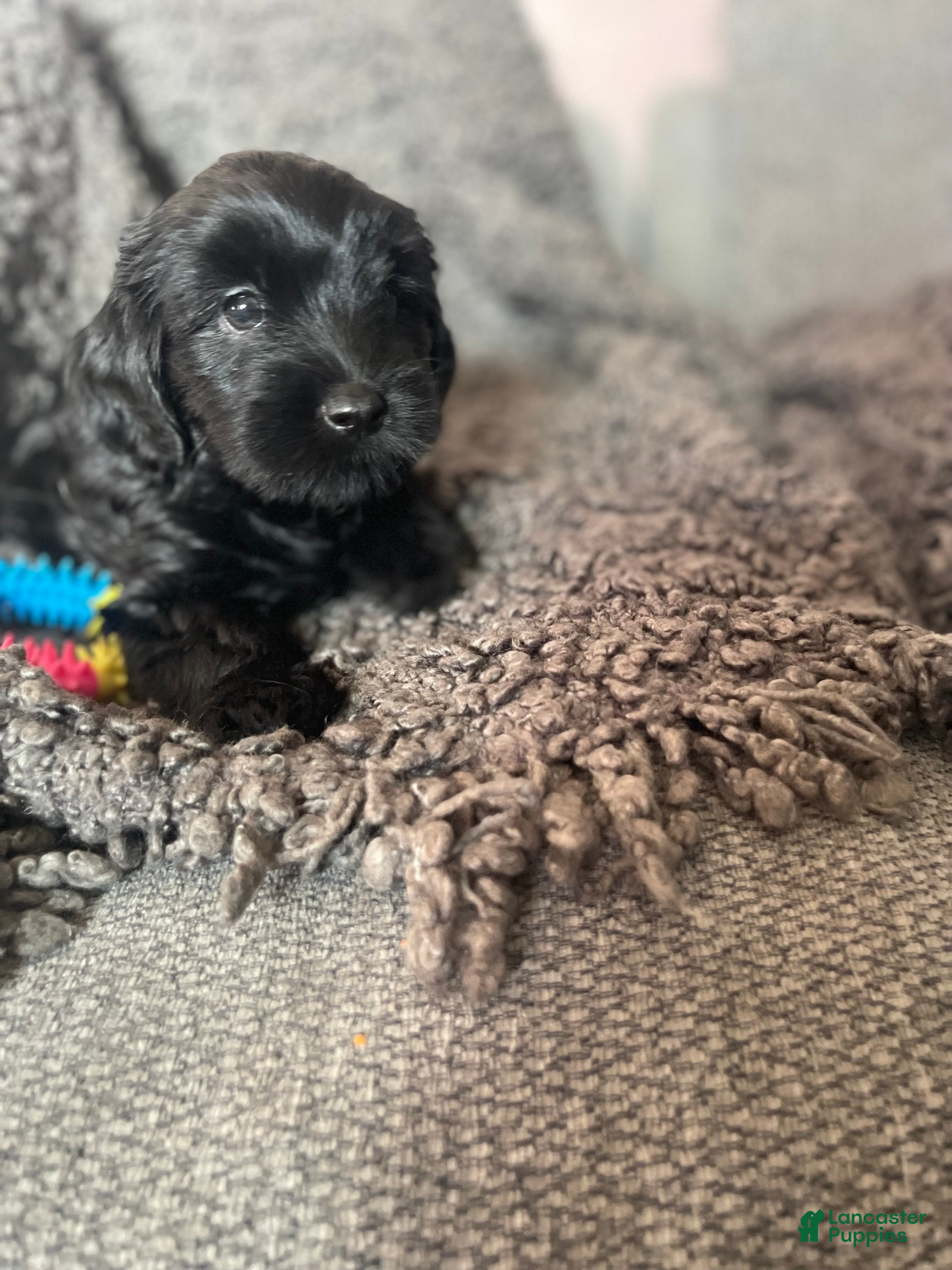 Mixed Breed dogs Nevaeh - Ad 1