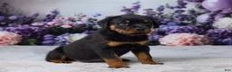 Rottweiler dogs for sale: Raven - Ad 3