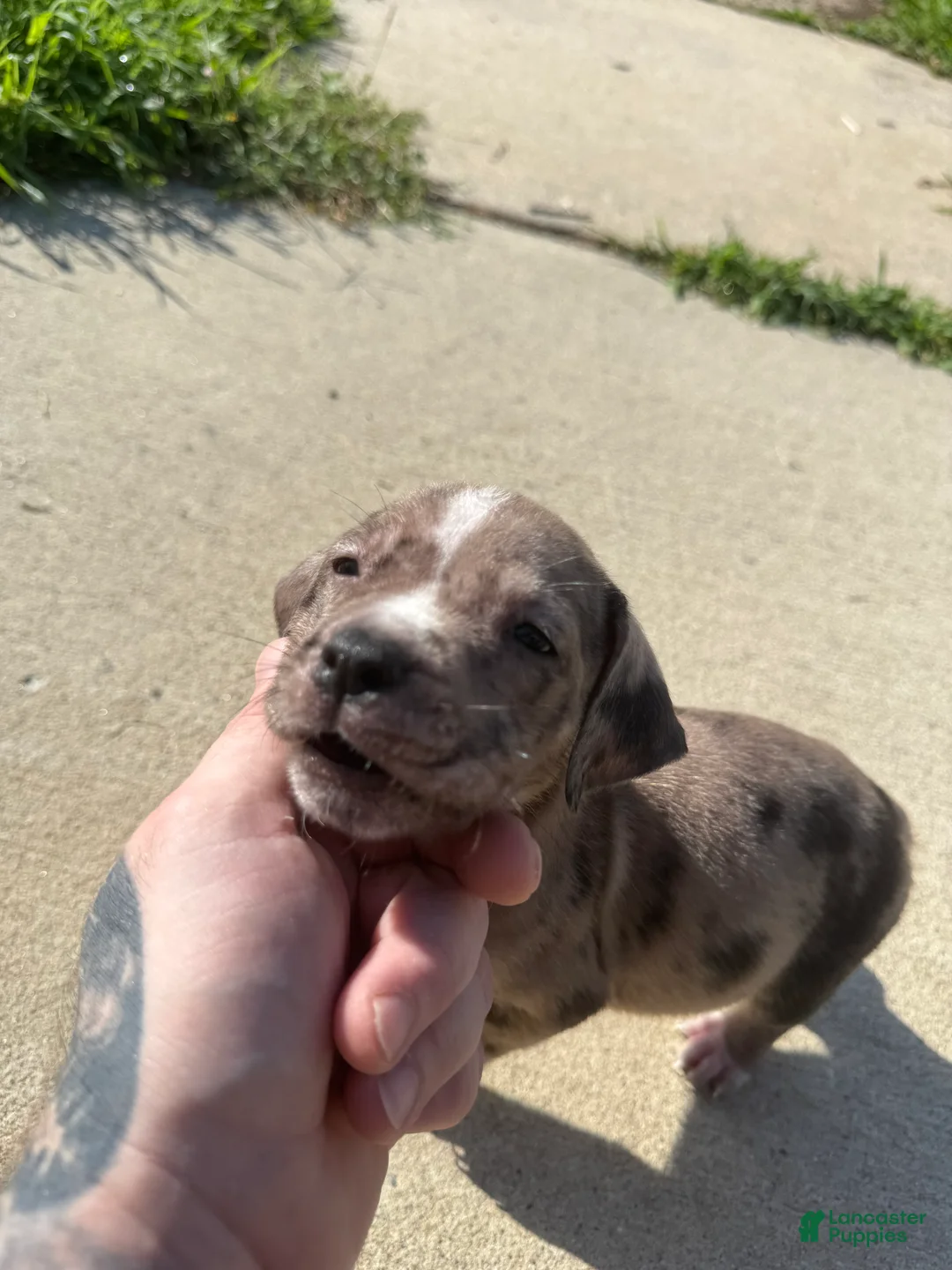 American Bully dogs for sale: Lily - Ad 2