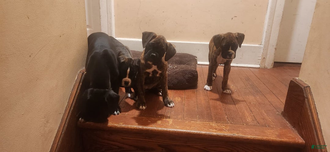 Gallery Image {{count}}