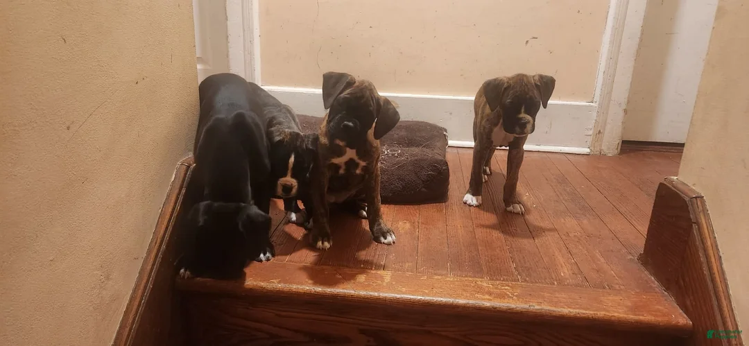 Gallery Image {{count}}