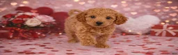 Cavapoo dogs for sale: 🖤🖤 Chance 🖤🖤 - Ad 3