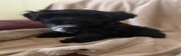 Mini Bernedoodle dogs for sale: Mini Bernedoodle 3 - Ad 7