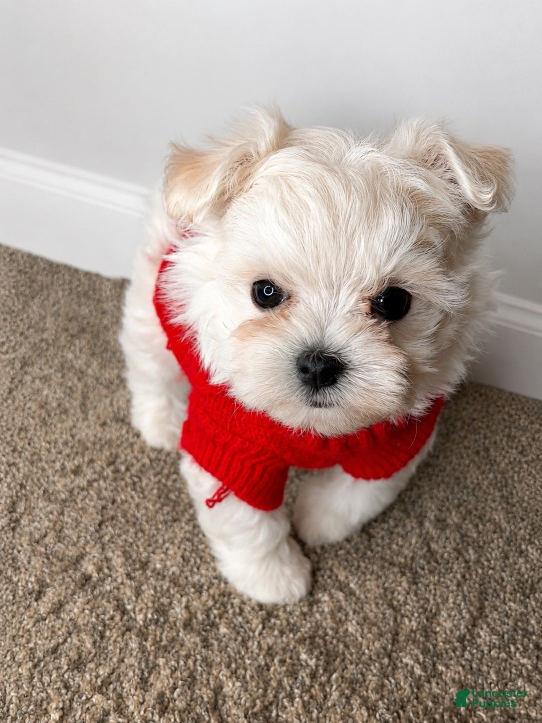 Maltipoo dogs Mr. - Ad 16