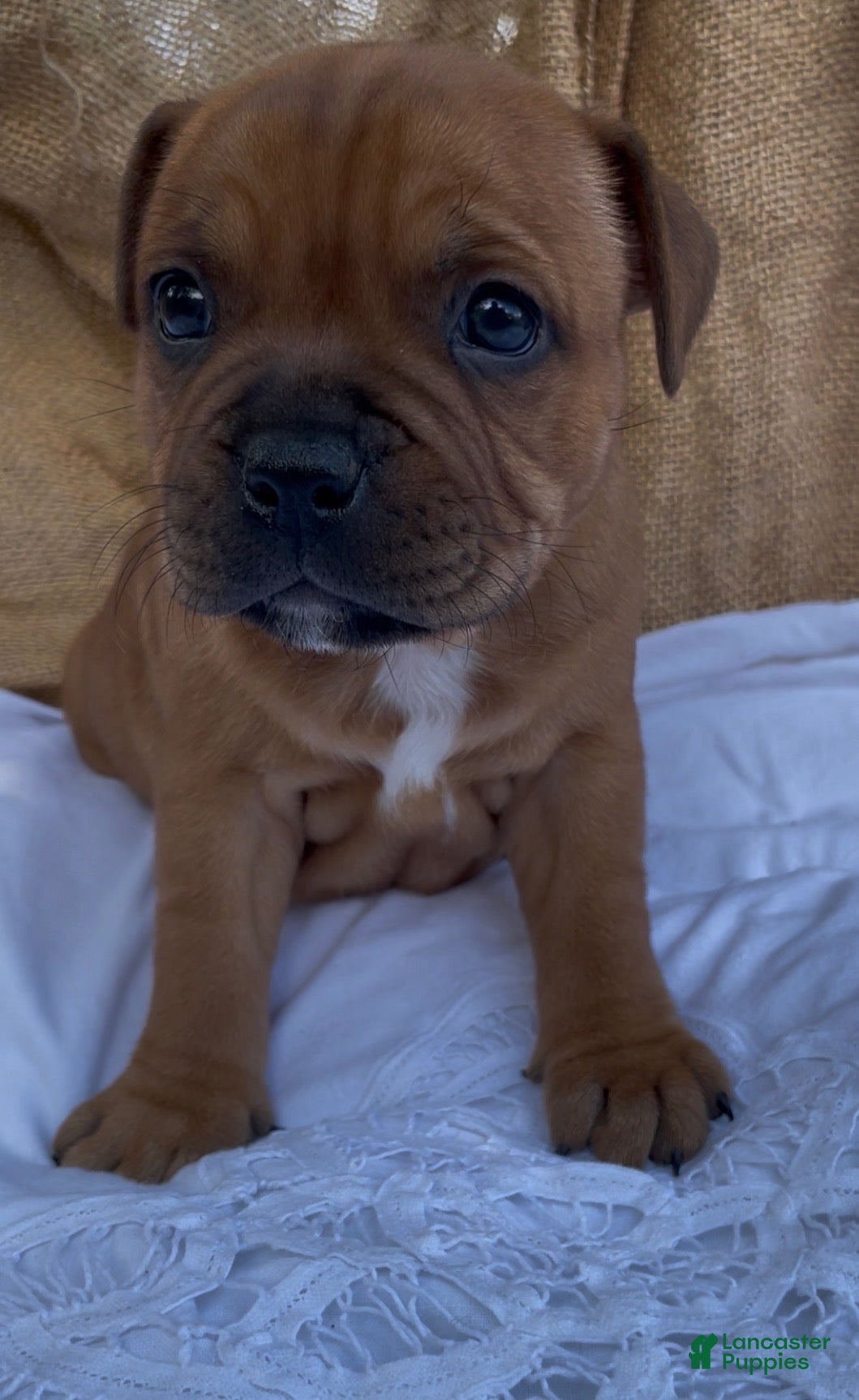 Staffordshire Bull Terrier dogs Tella - Ad 1
