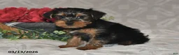 Yorkshire Terrier dogs for sale: Brinlee - Ad 5