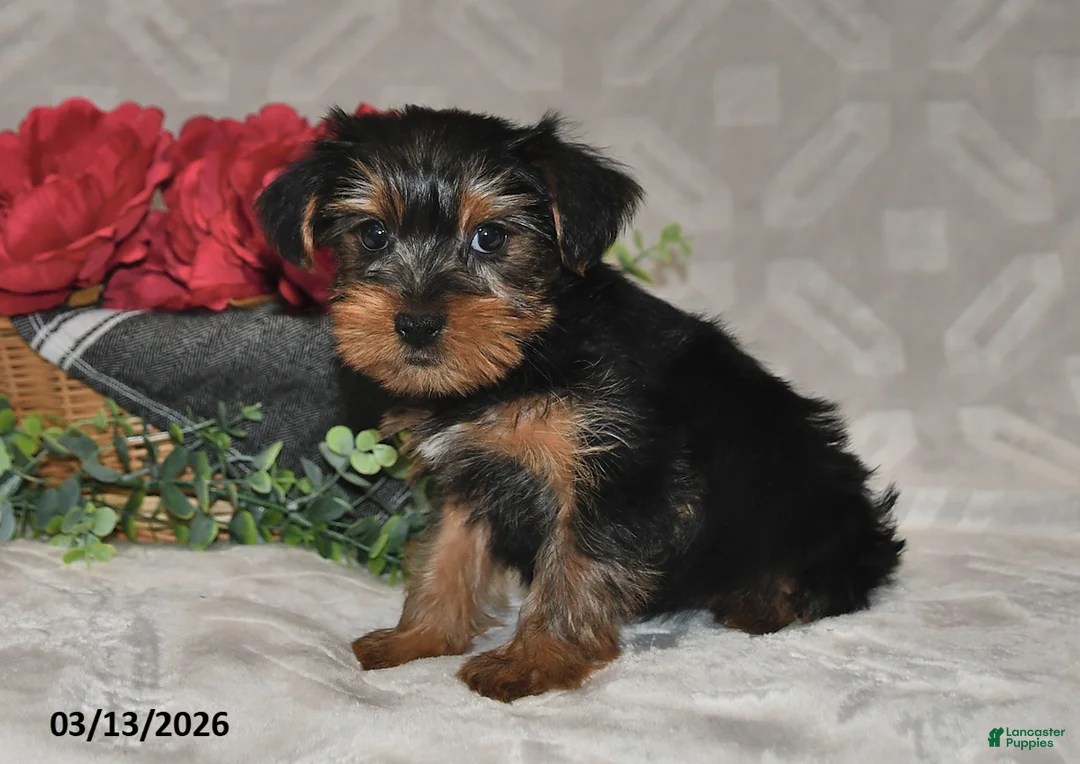 Yorkshire Terrier dogs for sale: Brinlee - Ad 5