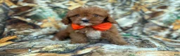 Cavapoo dogs for sale: Lucky - Ad 6