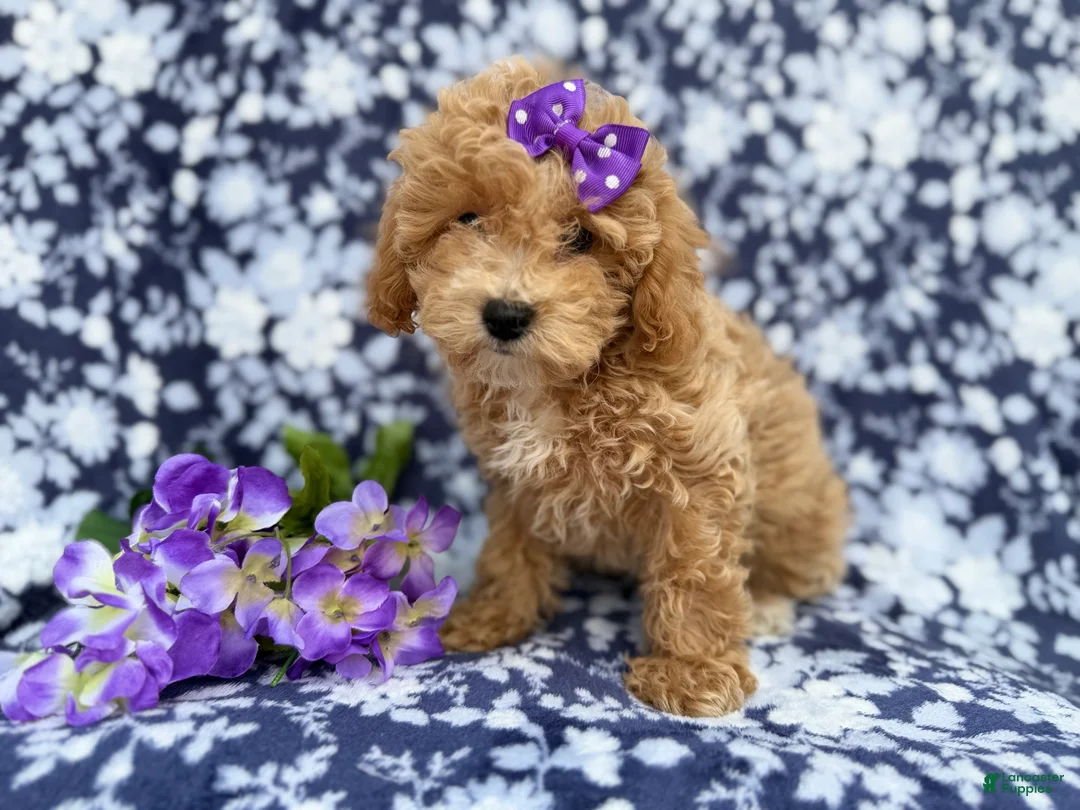 Bichpoo dogs for sale: Remi - Ad 2