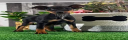 Miniature Pinscher dogs for sale: Quella - Ad 5
