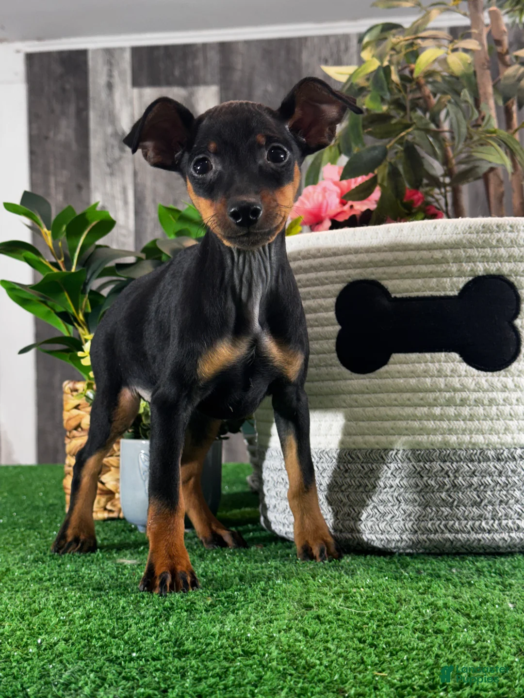 Miniature Pinscher dogs for sale: Quella - Ad 5