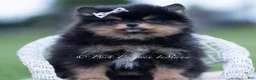 Pomeranian dogs for sale: Chewbarka - Ad 5