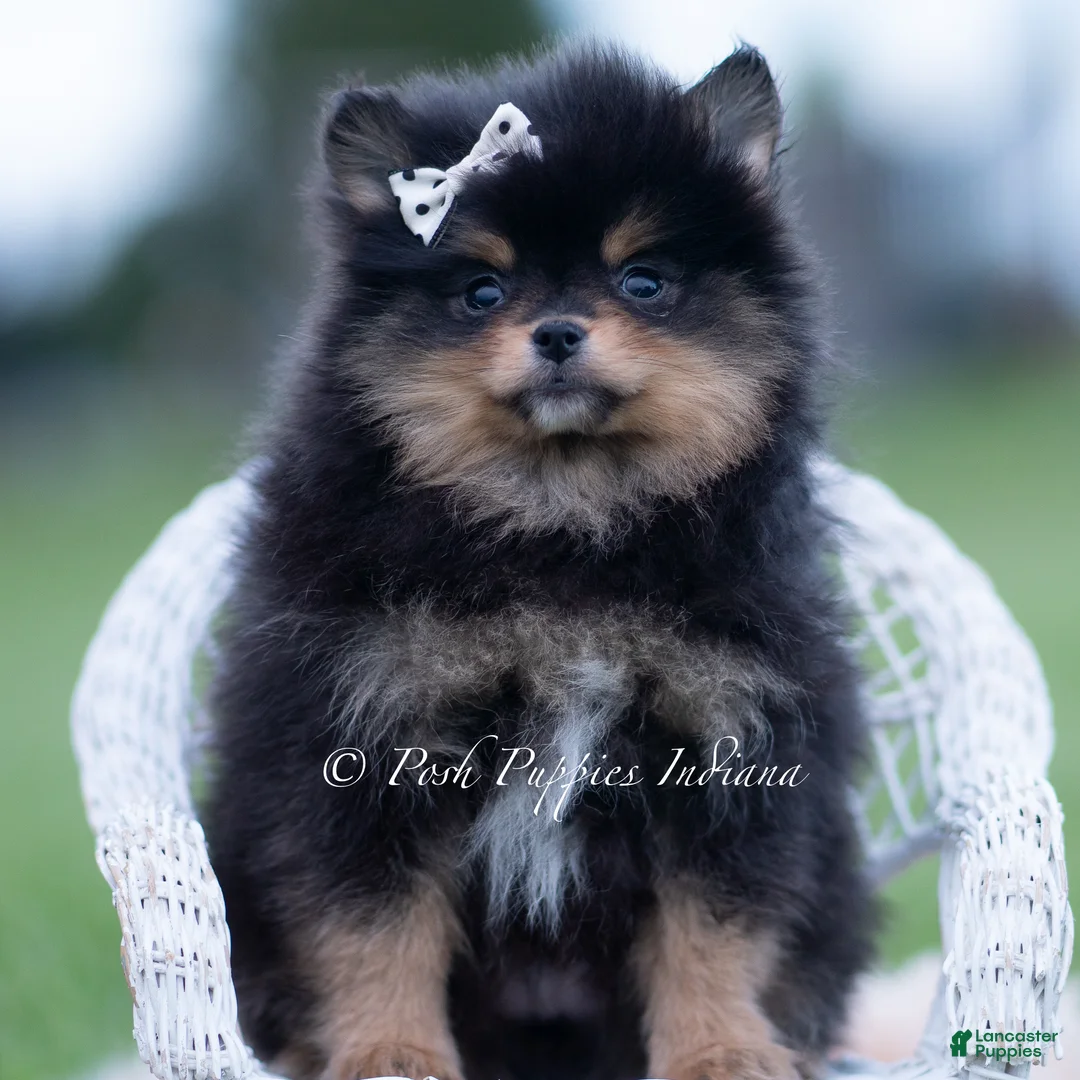 Pomeranian dogs for sale: Chewbarka - Ad 5