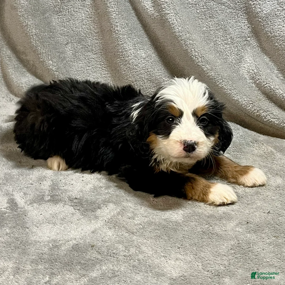 Bernedoodle dogs for sale: Morgan - Ad 5
