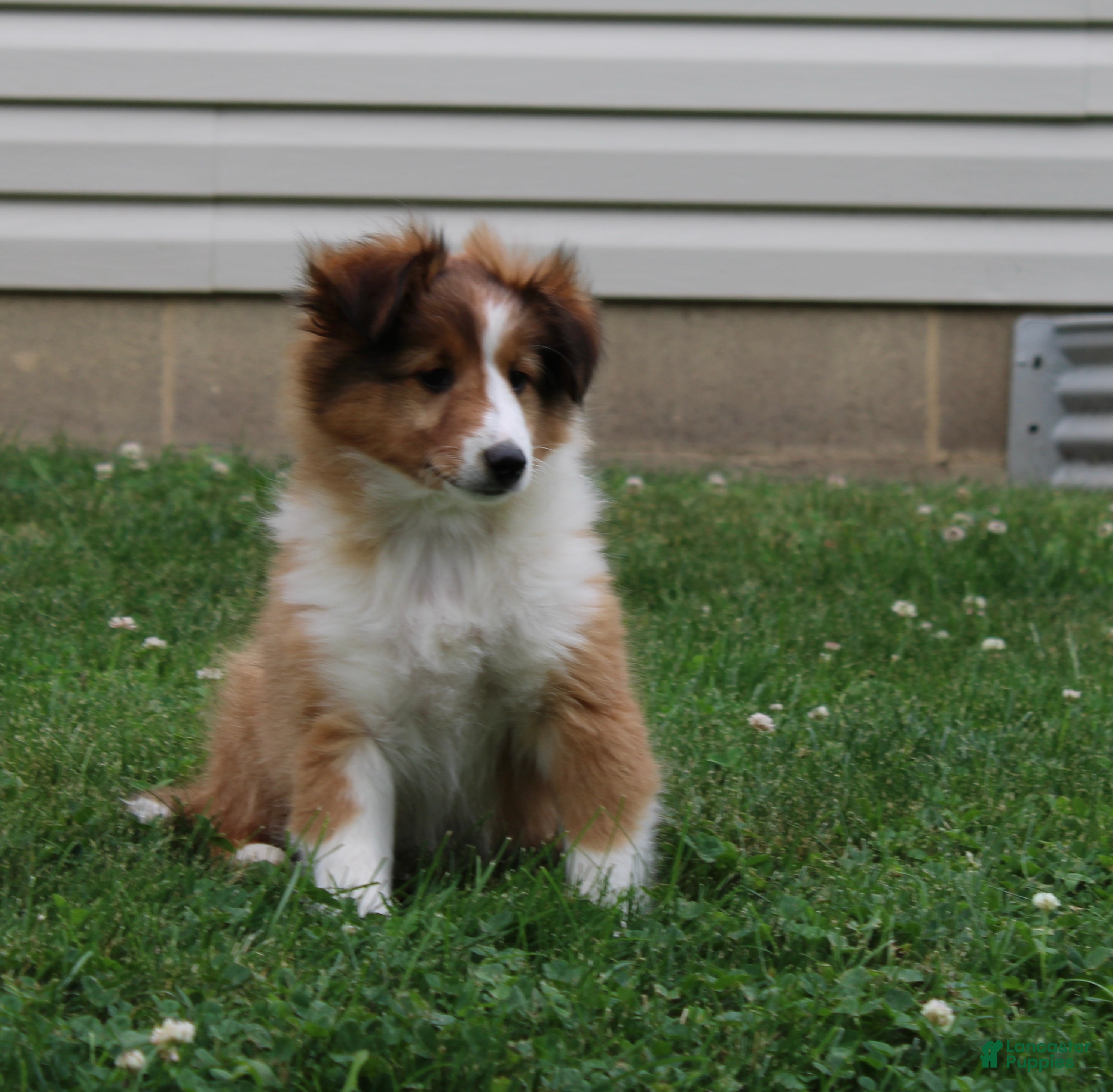Shetland Sheepdog dogs Bruno Shetland Sheepdog Puppy  - Ad 2