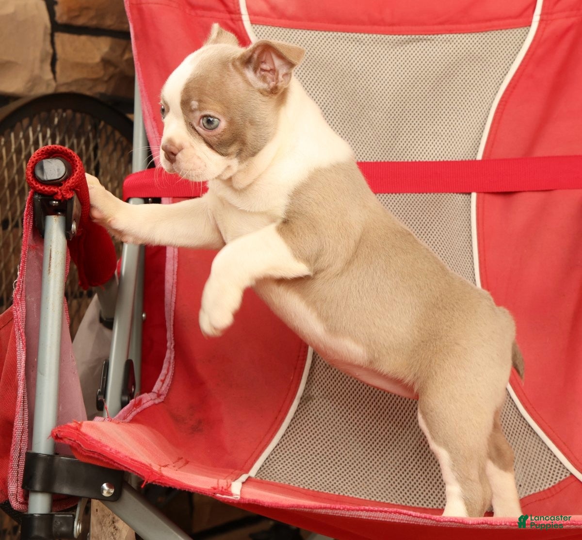 Boston Terrier dogs for sale: Cammie - Ad 6