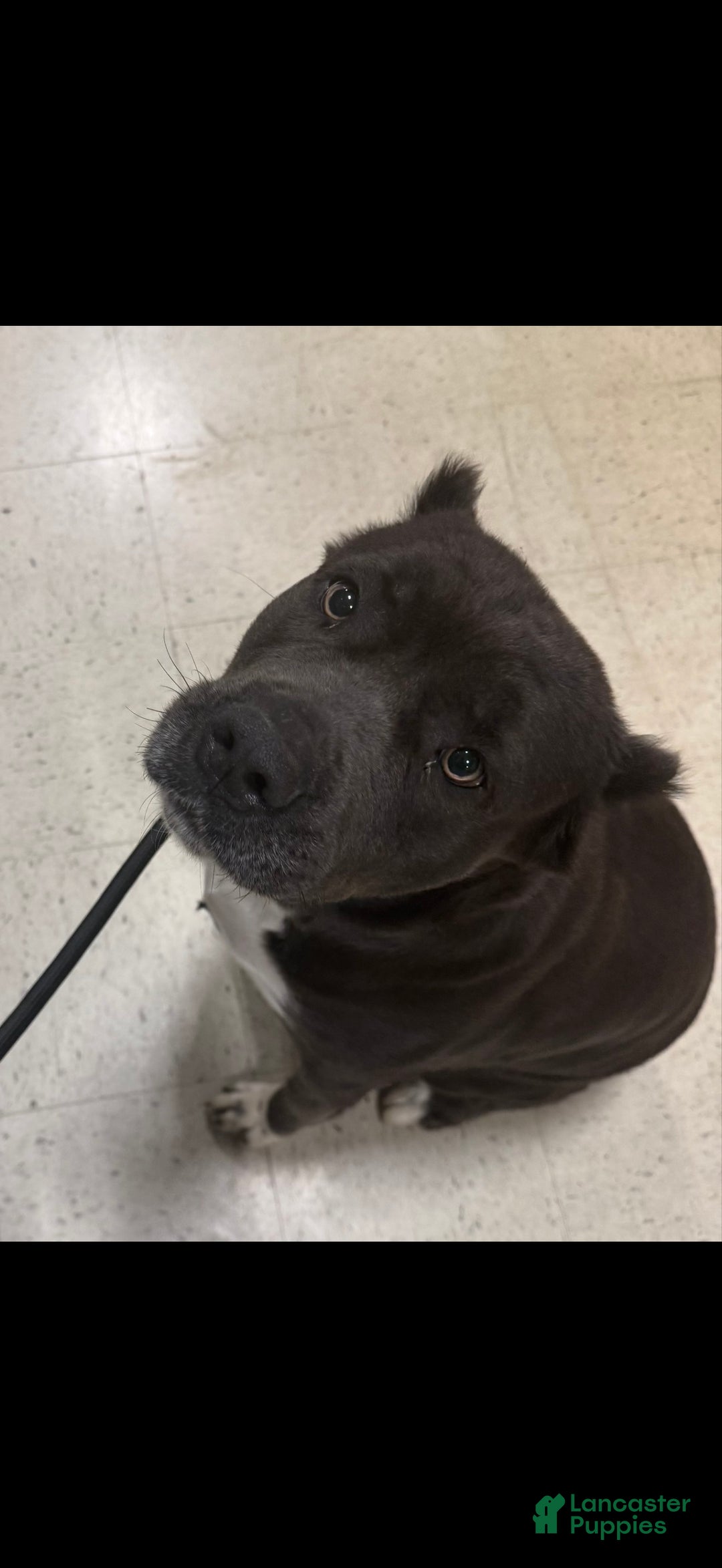 Cane Corso dogs for sale: Thanos (Gray) - Ad 4