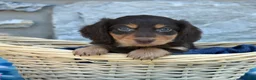 Miniature Dachshund dogs for sale: Oliver  - Ad 2