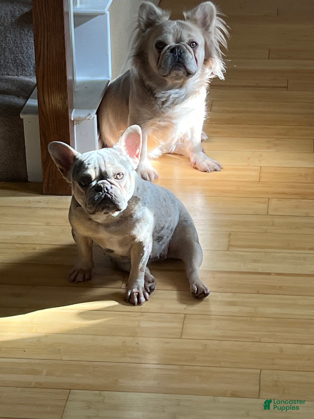French Bulldog dogs for sale: Nano - Ad 2