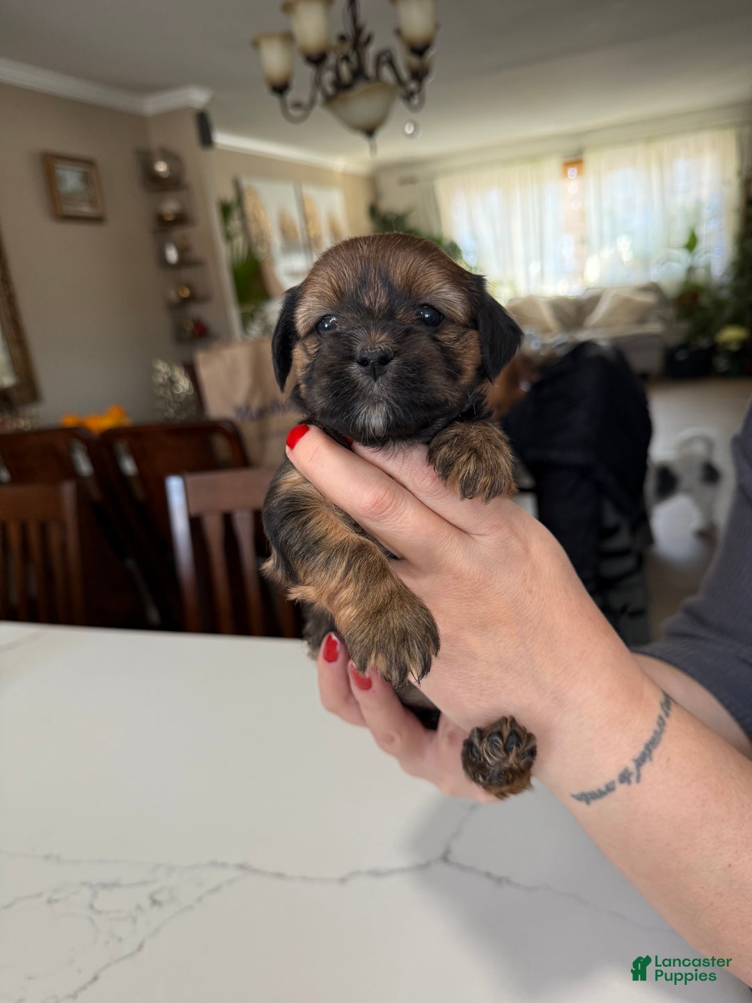 Shorkie dogs for sale: Shorkie Puppy 3 Bruna - Ad 4