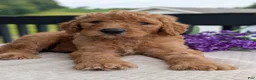 Goldendoodle dogs for sale: Parker - Ad 16