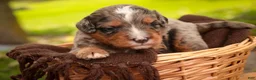 Mini Bernedoodle dogs for sale: Colt F1 Mini Bernedoodle  - Ad 11