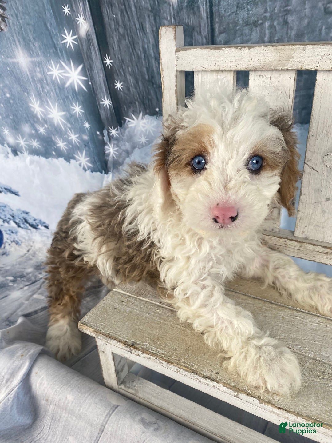 Cavapoo dogs for sale: Blue - Ad 3