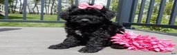 Sheepadoodle dogs for sale: Ellie-MEDIUM - Ad 5