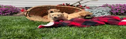 Golden Retriever dogs for sale: Hunter❤️AKC Registered - Ad 5