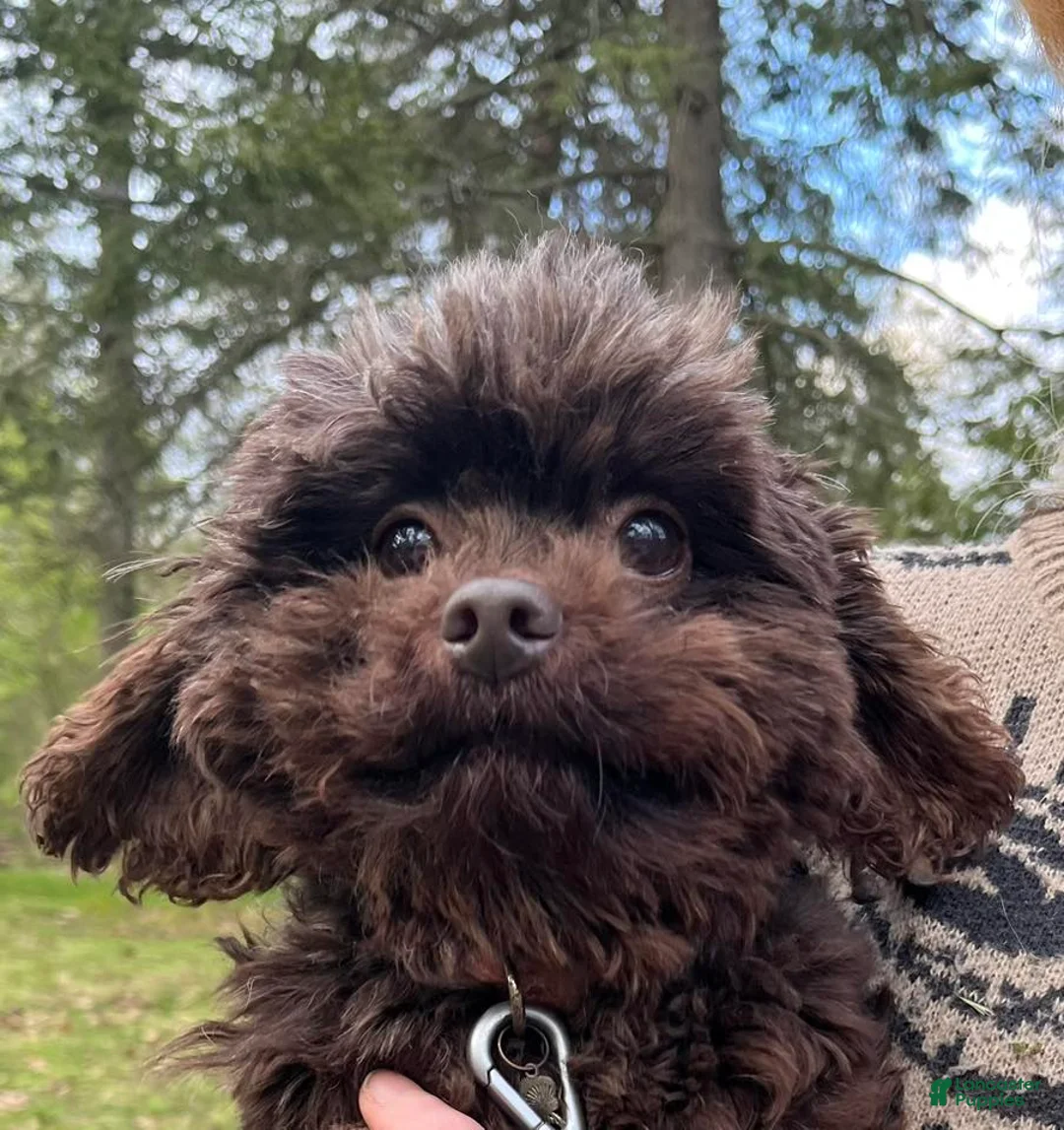 Cockapoo dogs for sale: Wren - Ad 2