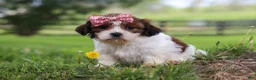 Shih Tzu dogs for sale: Hazel - Ad 4