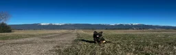 German Shepherd dogs for sale: Mokai - Ad 2