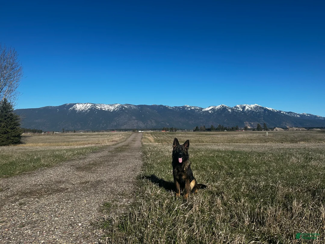 German Shepherd dogs for sale: Mokai - Ad 2