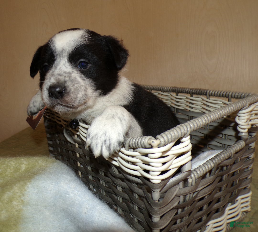 Border Collie dogs for sale: Border Collie Puppy 5 Joey - Ad 3