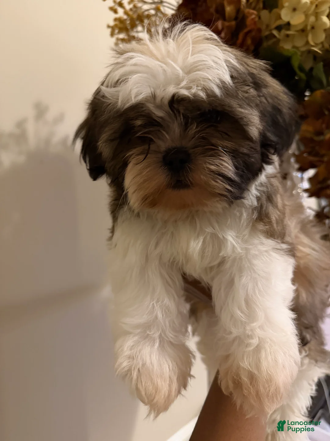 Shih Tzu dogs for sale: Shih Tzu Ryder - Ad 2