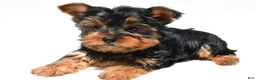 Yorkshire Terrier dogs for sale: Jackie - Ad 7