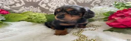 Miniature Dachshund dogs for sale: Kade - Ad 10
