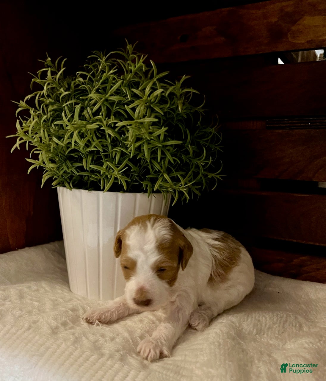 Miniature Poodle dogs Chai - Ad 2