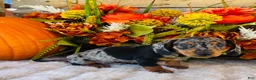 Miniature Dachshund dogs for sale: Tarzan  - Ad 9