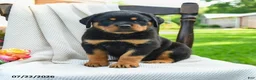 Rottweiler dogs for sale: Roxy - Ad 3