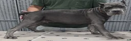 Cane Corso dogs for sale: Brown Boy - Ad 4