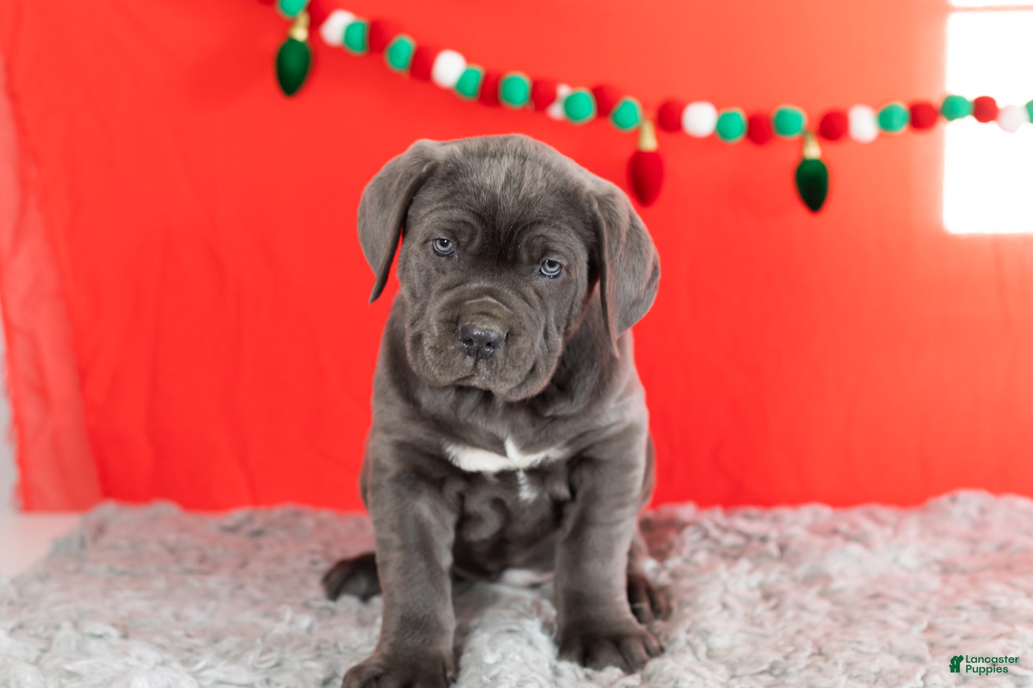 Cane Corso dogs Sarge  - Ad 31