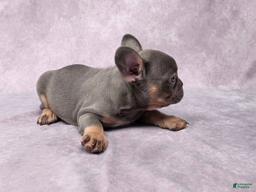 French Bulldog dogs for sale: Leo - Ad 5