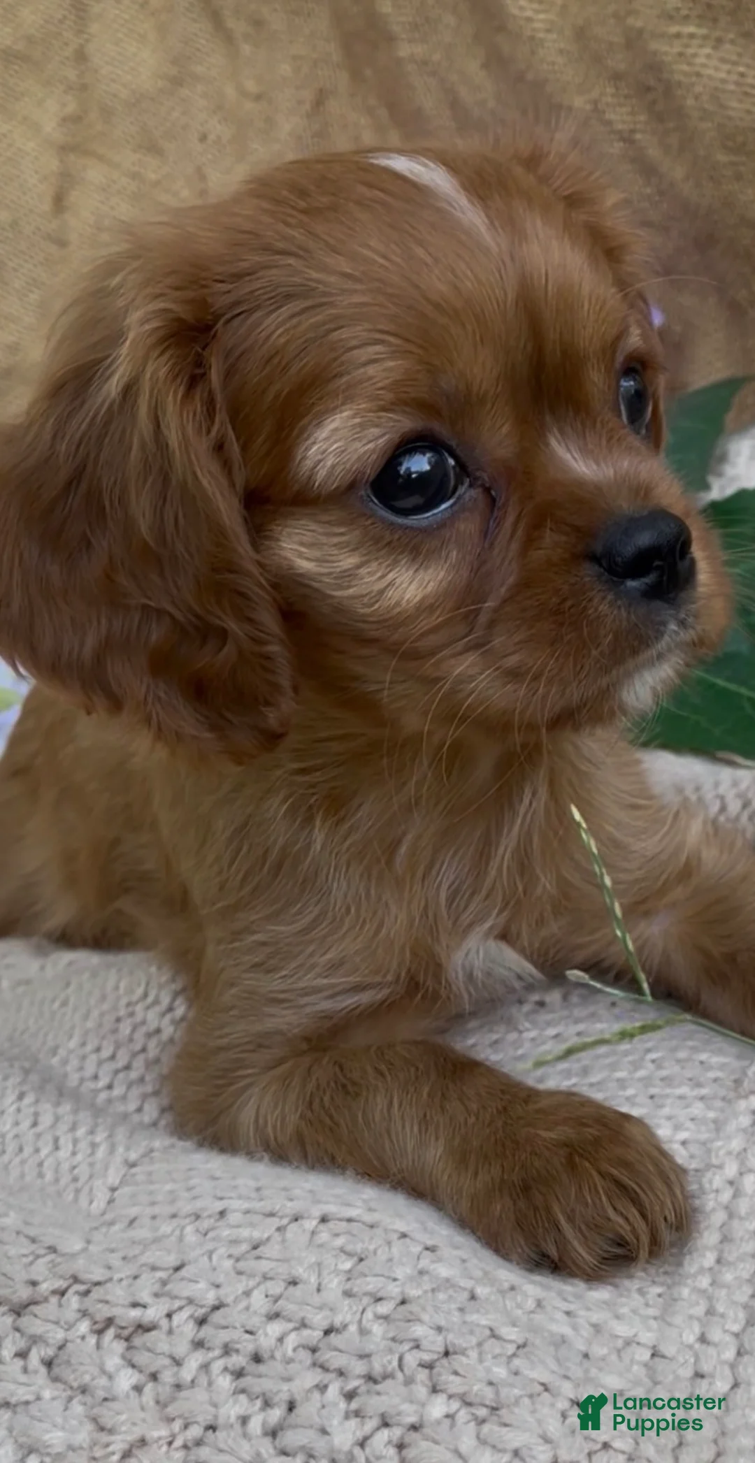 Cavalier King Charles Spaniel dogs for sale: AKC MOE - Ad 2