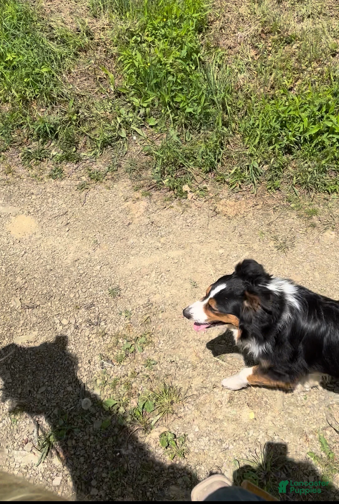 Australian Shepherd dogs for sale: Wrangler - Ad 2