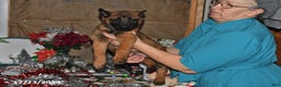 Belgian Malinois dogs for sale: Rex - Ad 8