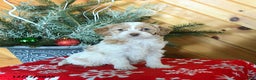 Mini Goldendoodle dogs for sale: Sugar - Ad 1