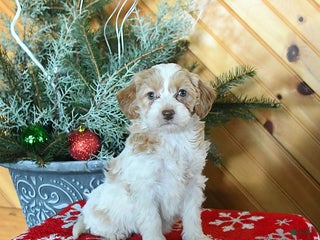 Mini Goldendoodle dogs Sugar - Ad 35